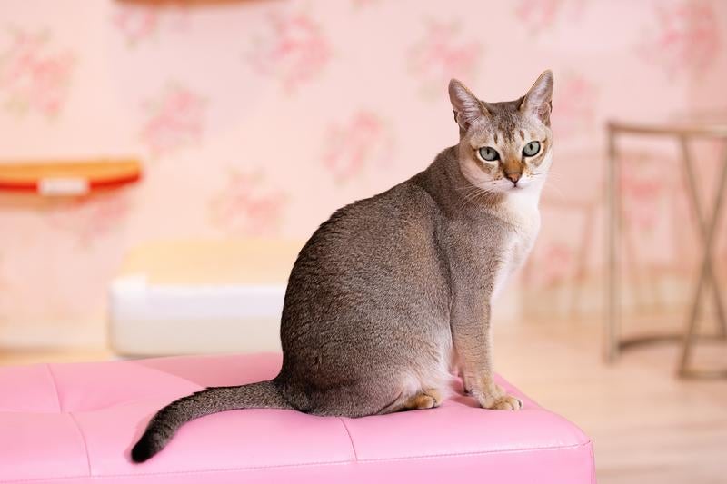 お座りする猫ちゃんの無料の写真素材 - ID.4298｜フリー素材 ぱくたそ