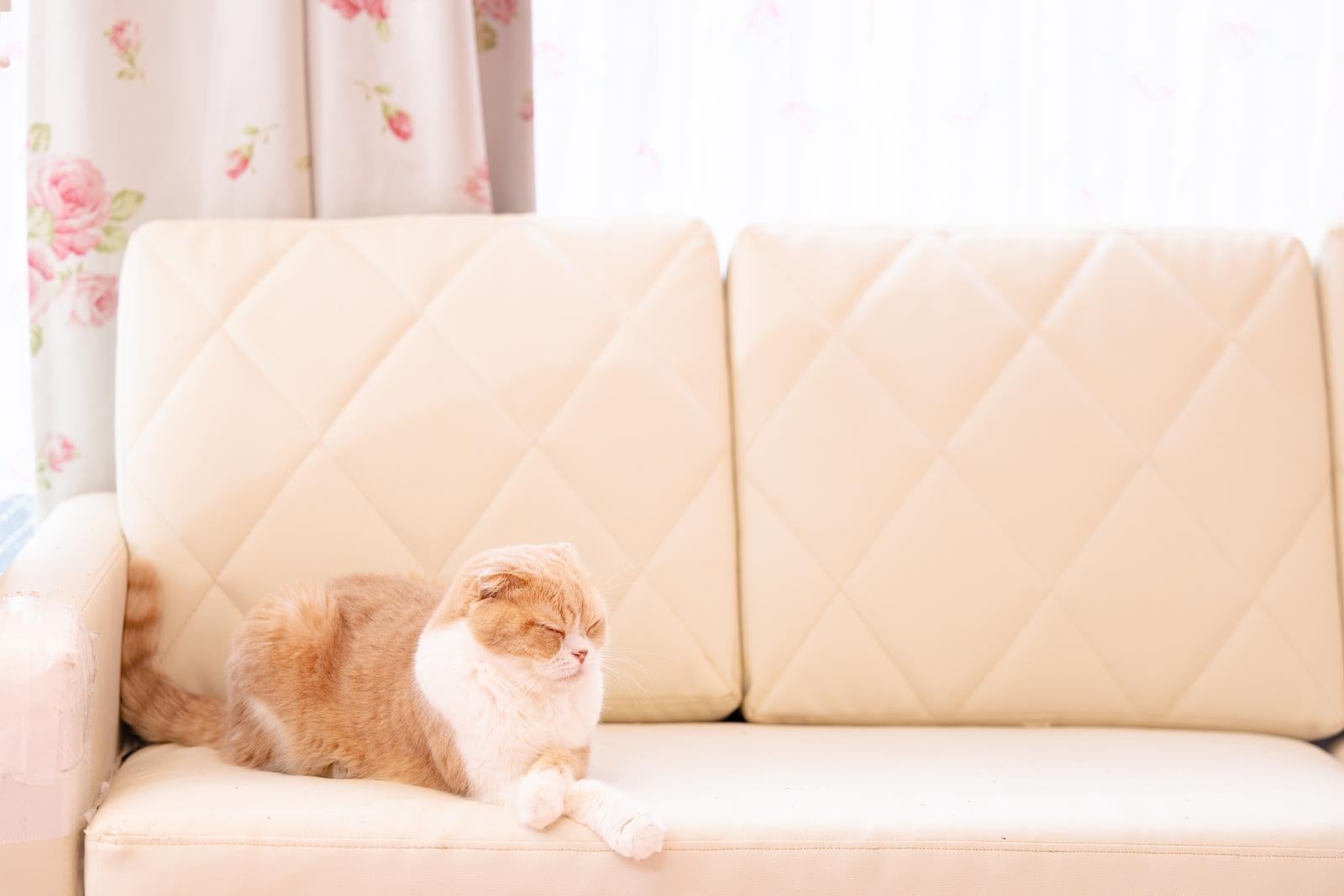 「ソファーの上でウトウトする猫」の写真
