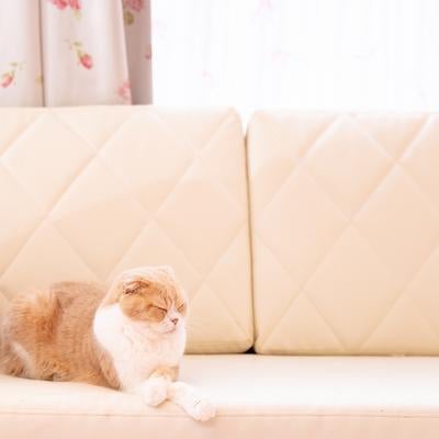 ソファーの上でウトウトする猫の写真