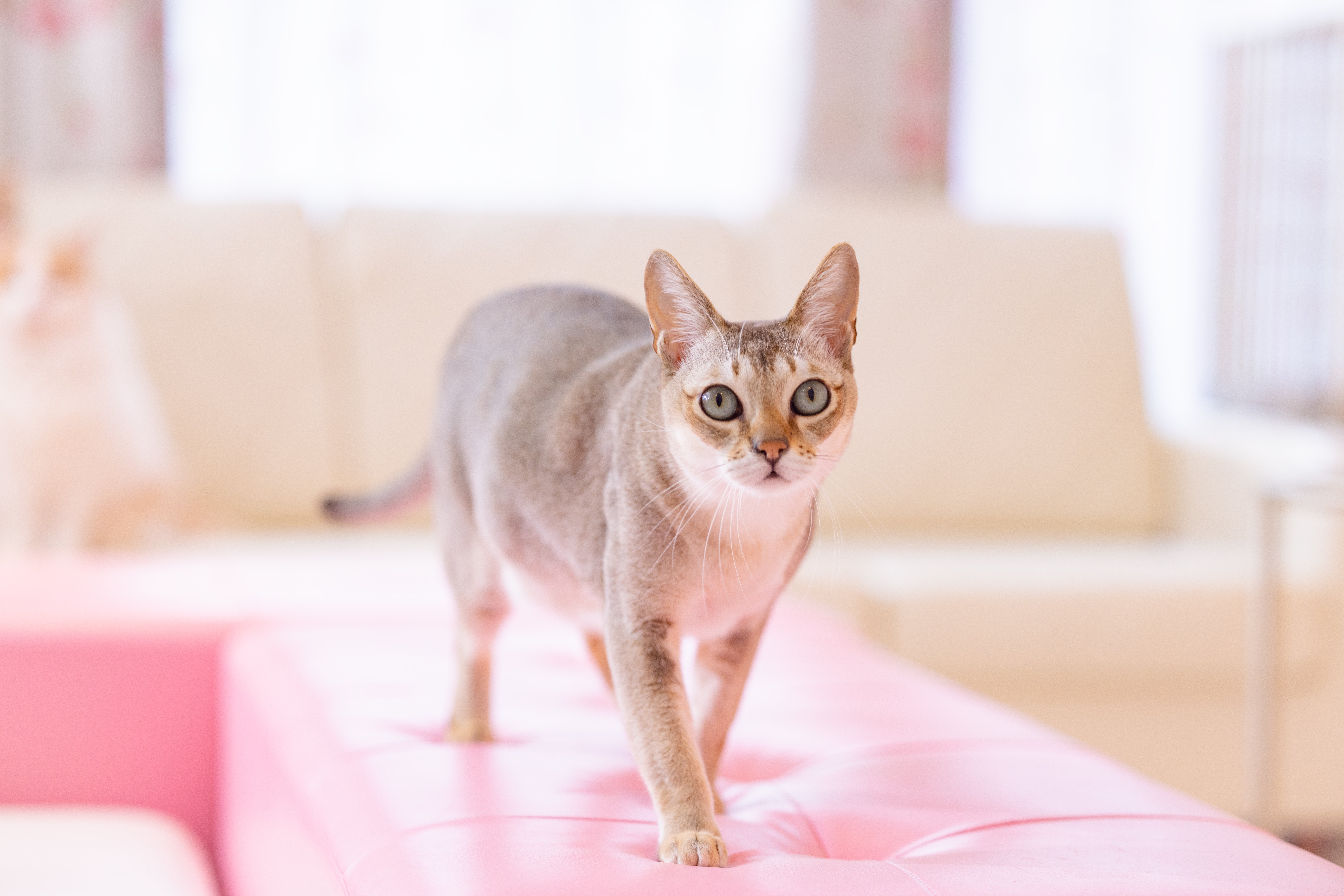 nekocyanPAKE5246.jpg?&download=1