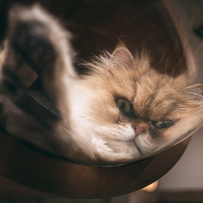 透明ドームでくつろぐ猫の写真