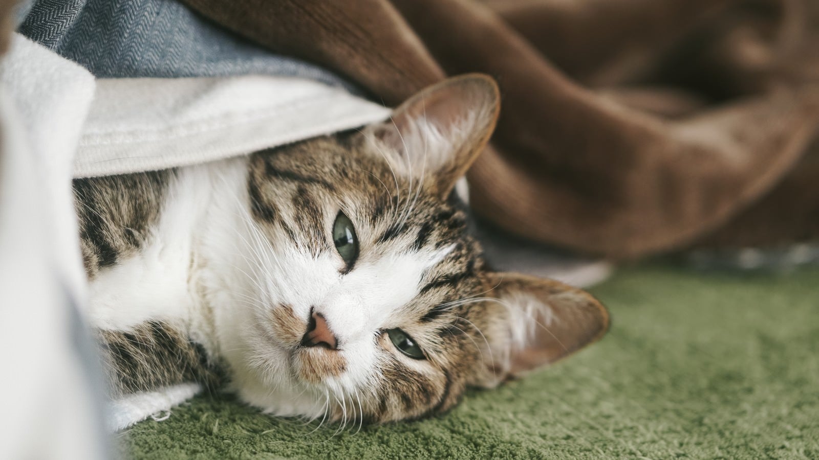 「ぬくぬくのお布団から出てこない猫」の写真