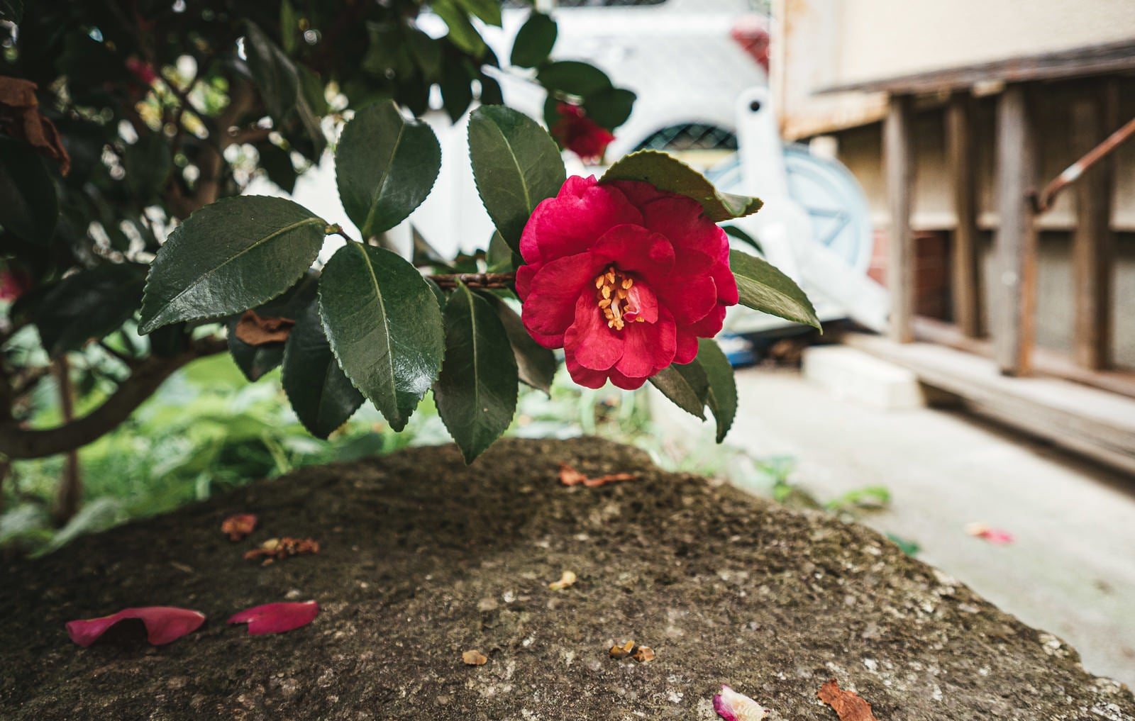 「空き家の庭に咲いた牡丹の花」の写真