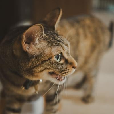 「おるねおるね」うるせーんだよの写真