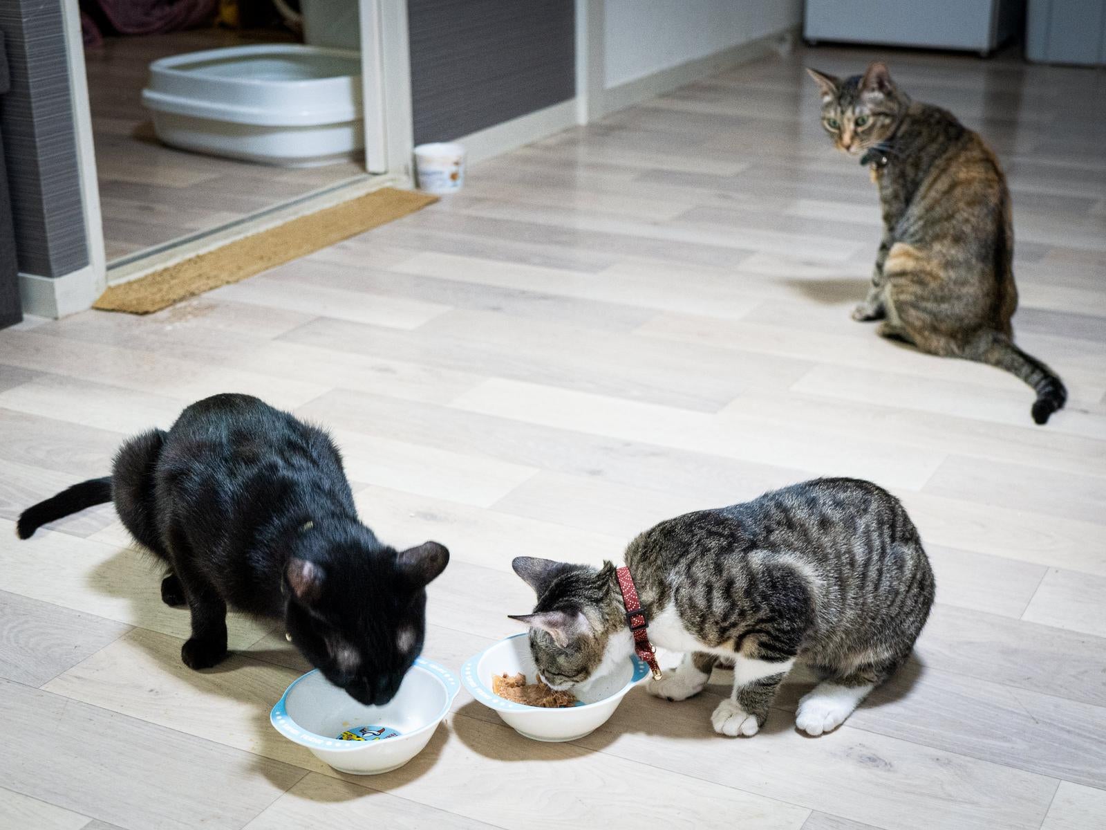 「見つめるキャッツEYE」の写真