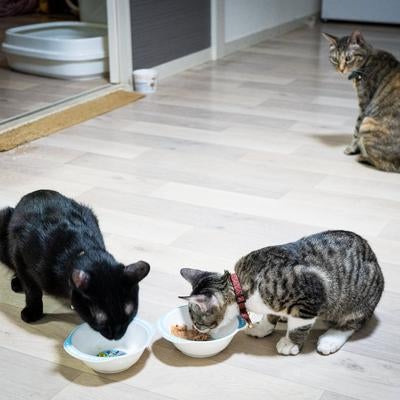 見つめるキャッツEYEの写真