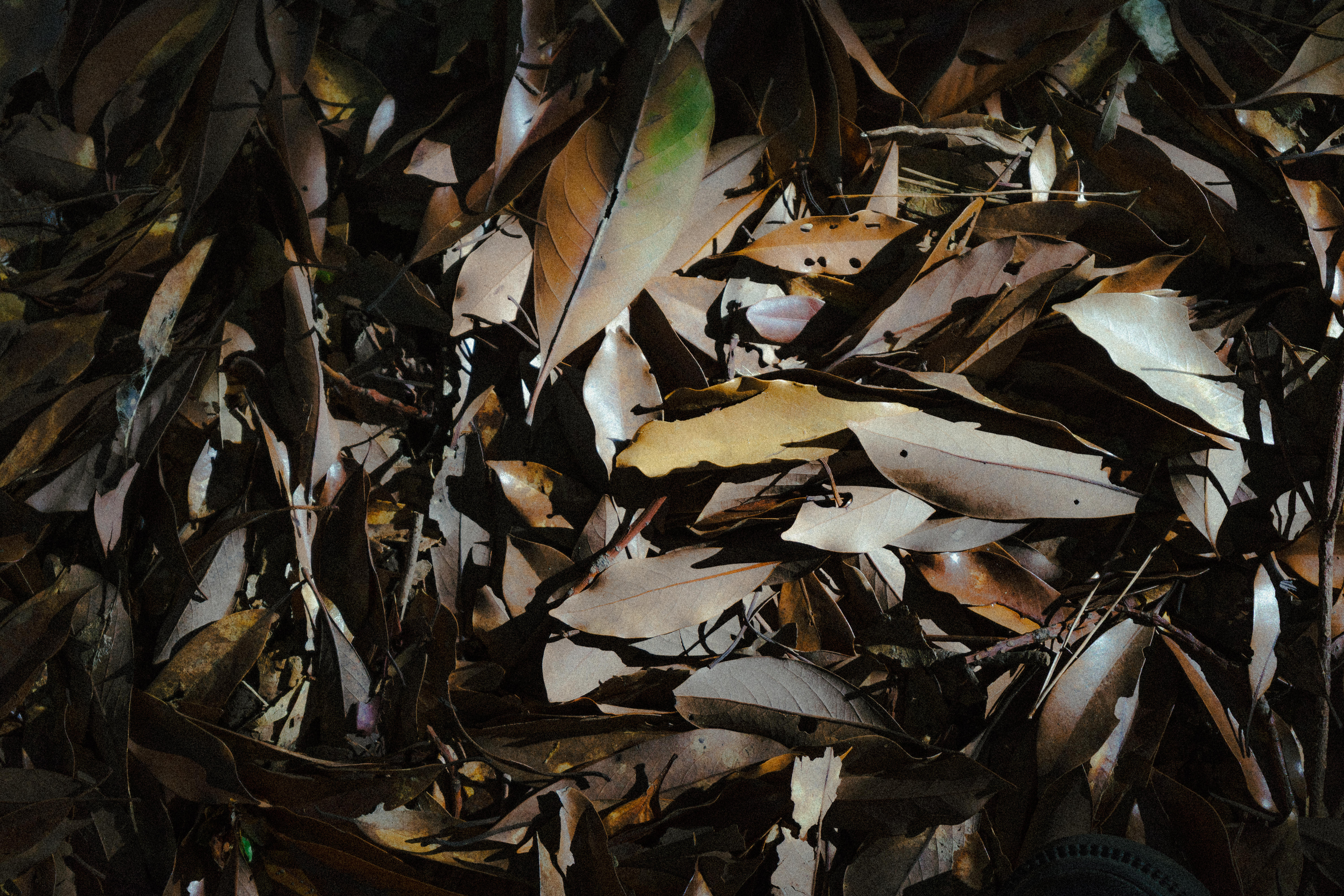 neru_DSC01813.jpg?&download=1