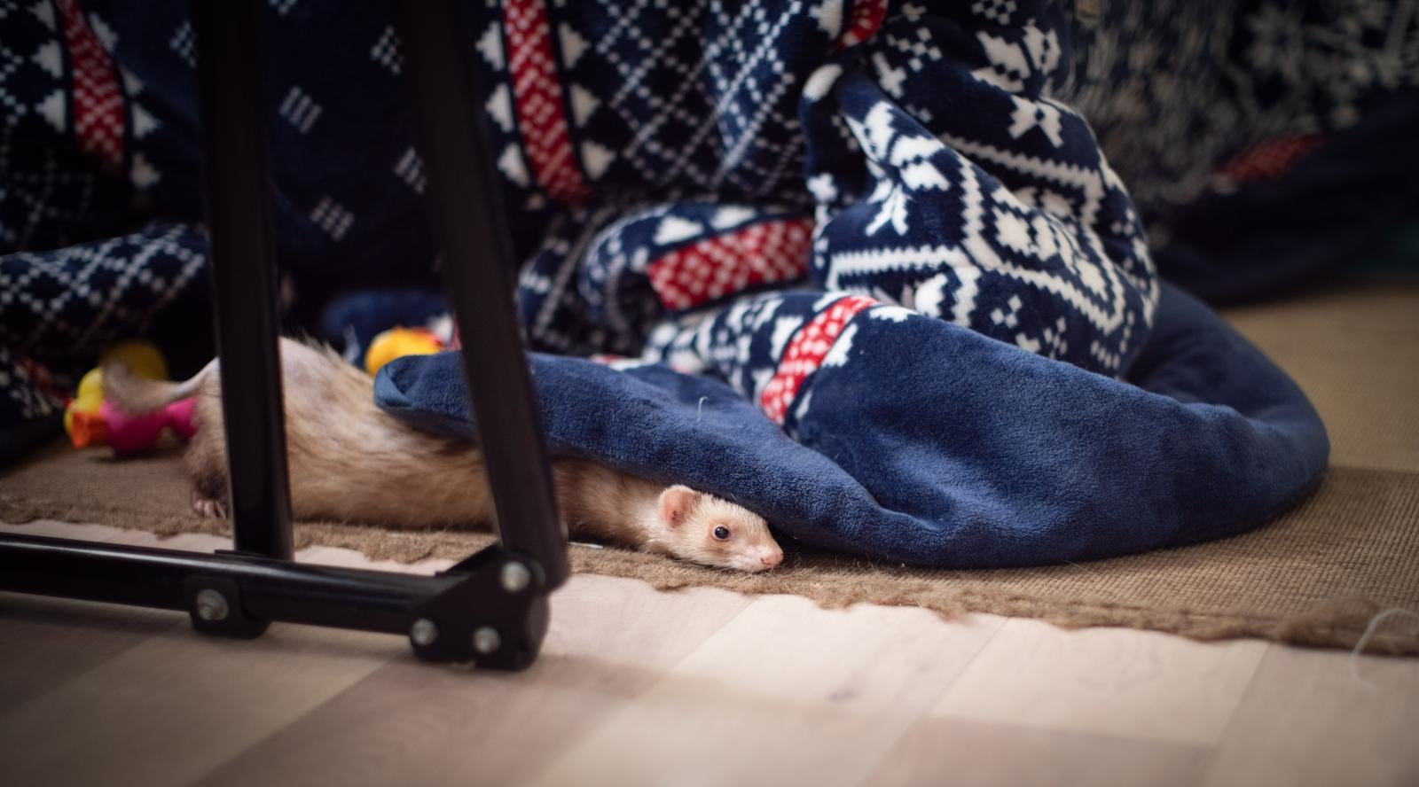 「青い毛布に半分隠れたフェレット」の写真