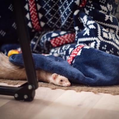 青い毛布に半分隠れたフェレットの素材