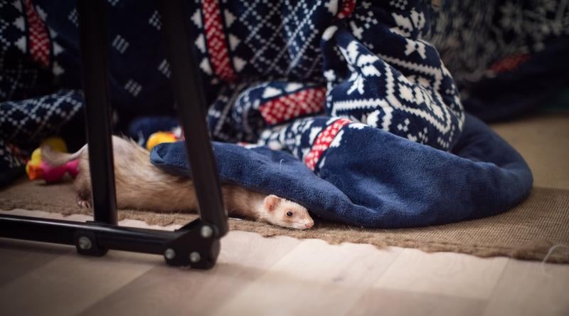 青い毛布に半分隠れたフェレットの写真