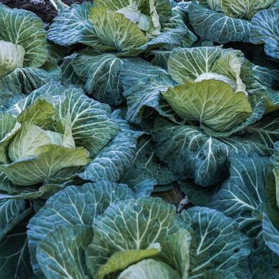 畑で育った新鮮なキャベツたちの写真