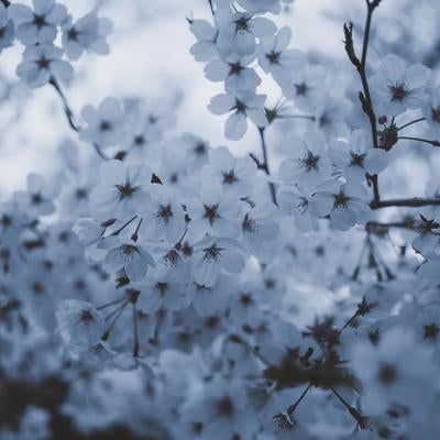 桜の儚さと美しさの写真