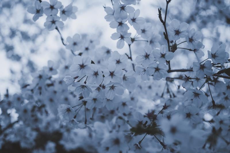 桜の儚さと美しさの写真