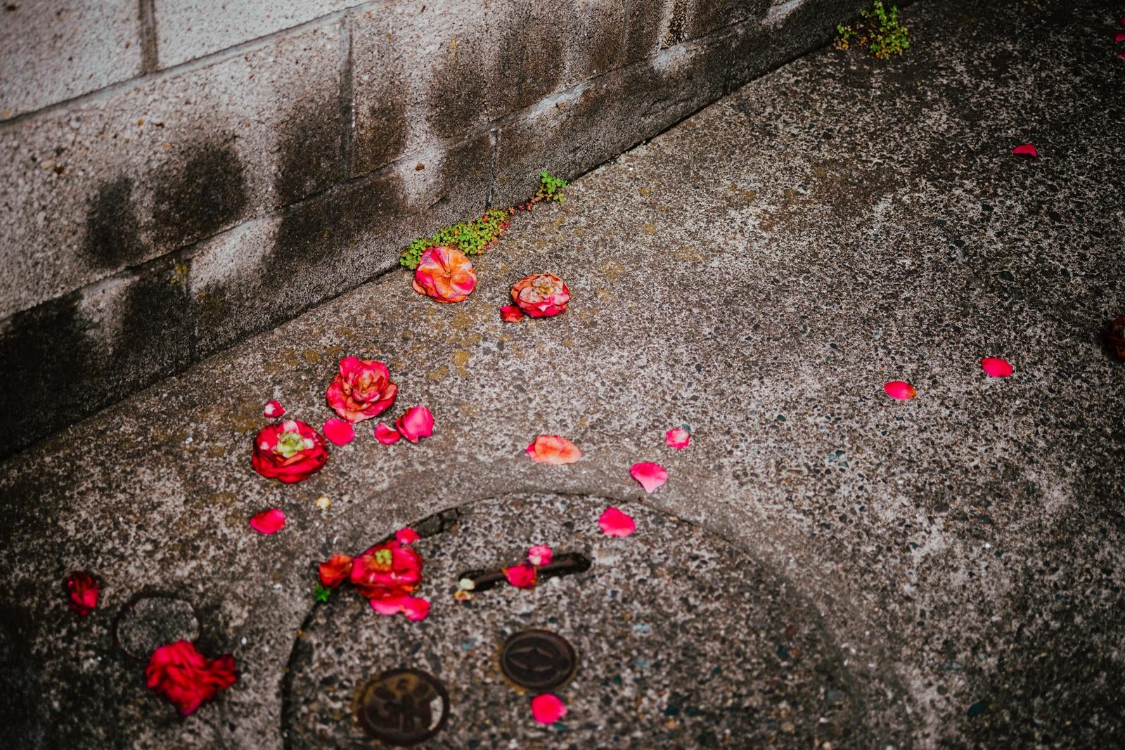 「アスファルトの地面に落ちた赤い椿の花びら」の写真