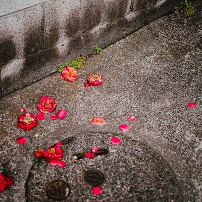 アスファルトの地面に落ちた赤い椿の花びらの写真