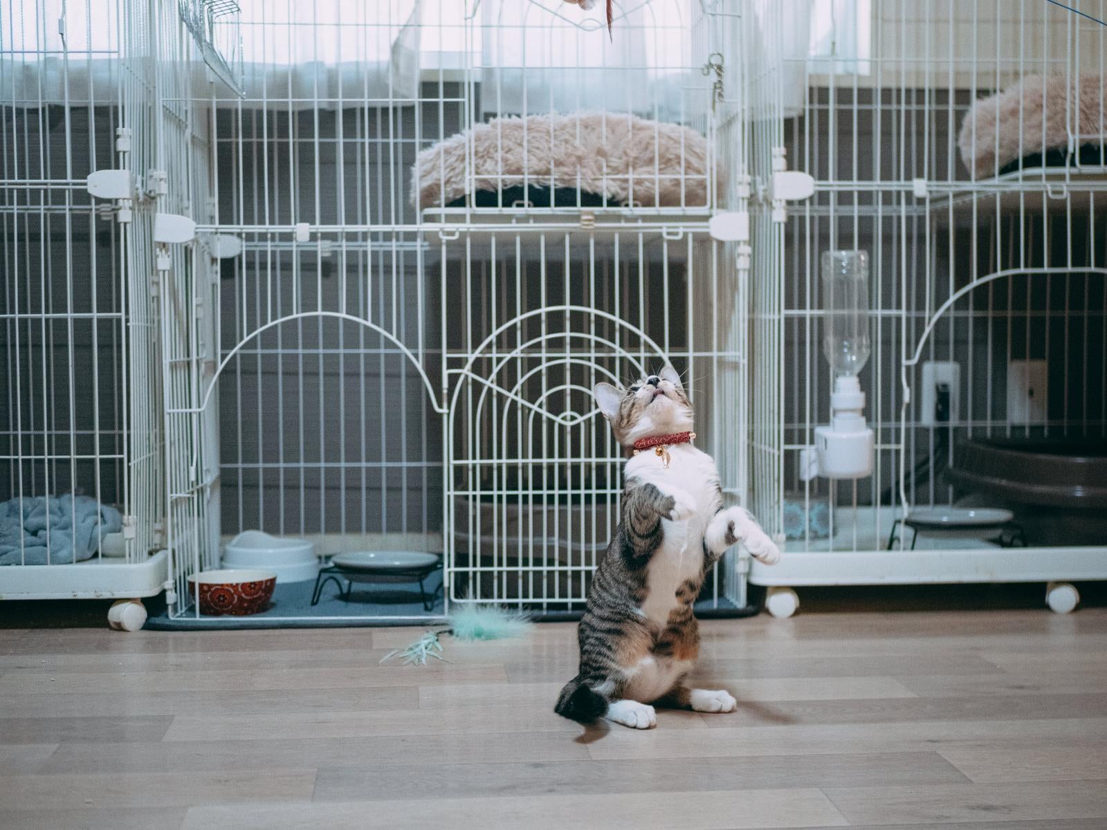 「猫背が治った！」の写真