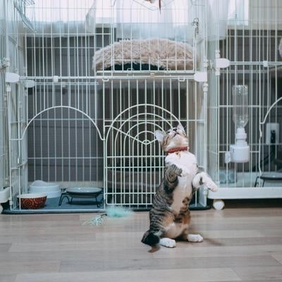 猫背が治った！の写真