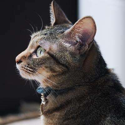 現場のおじさんに呼ばれた気がしたの写真