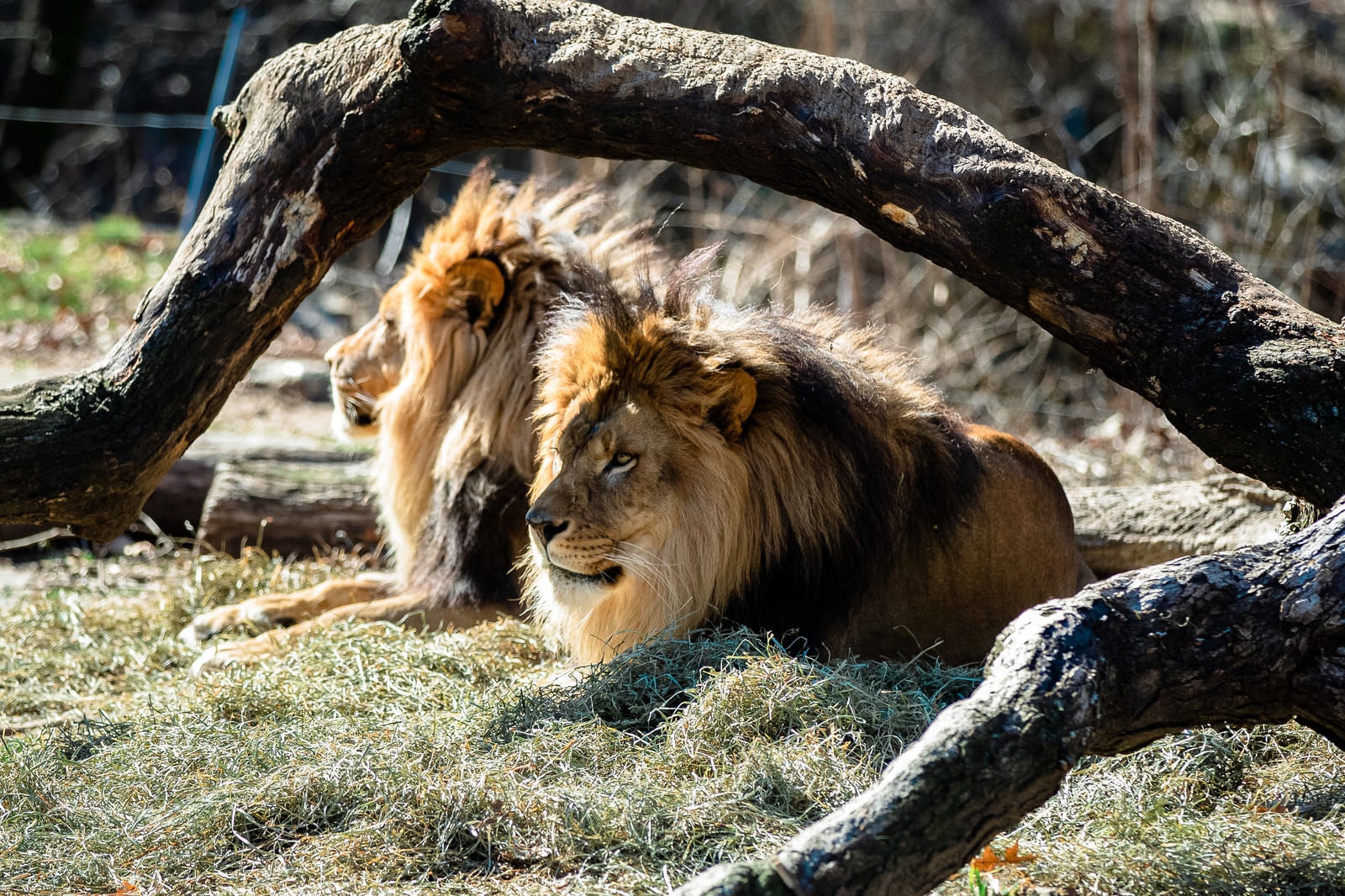 「動物園のライオン2頭」の写真