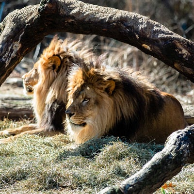 動物園のライオン2頭の写真