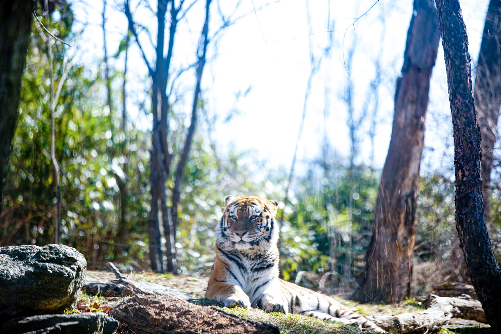 「周りを警戒する虎」の写真