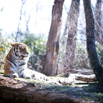 ウトウトする動物園の虎の写真