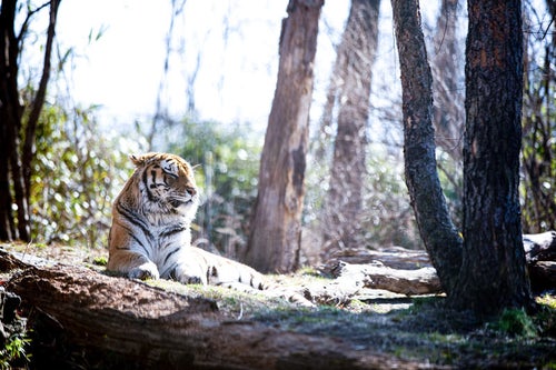 ウトウトする動物園の虎の写真