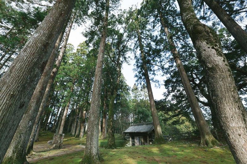 飫肥城本丸跡にそびえ立つ飫肥杉と飫肥城裏門の写真