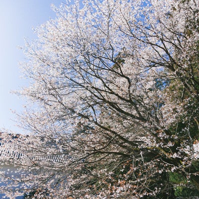 飫肥城内に咲き誇る桜の写真