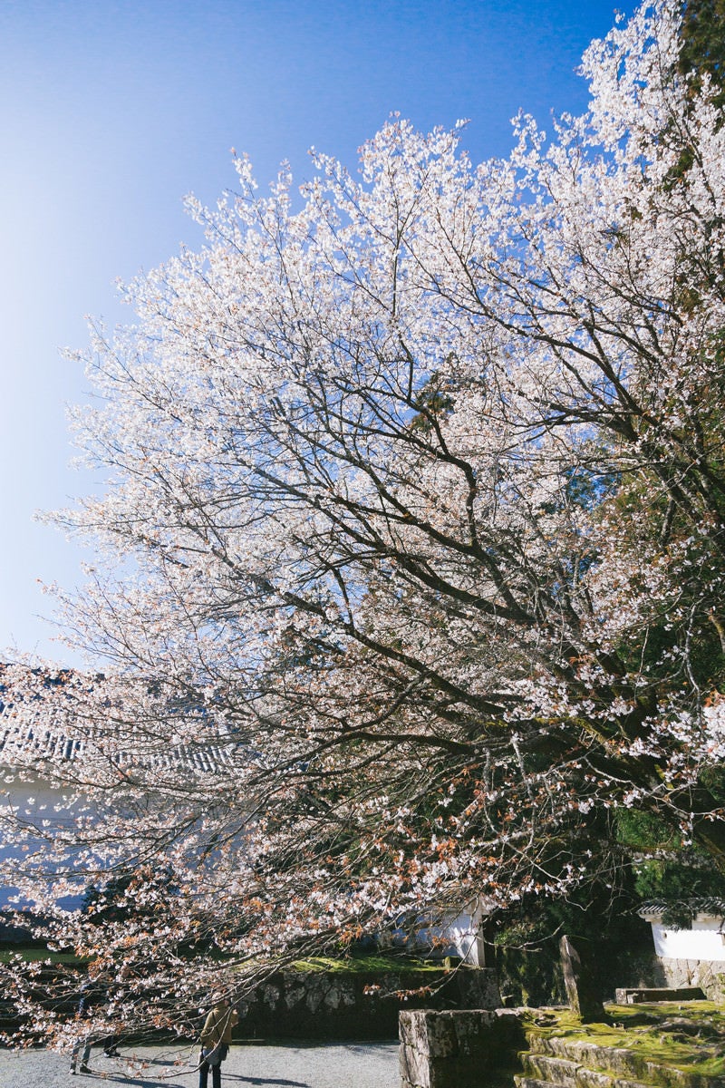 「飫肥城内に咲き誇る桜」の写真