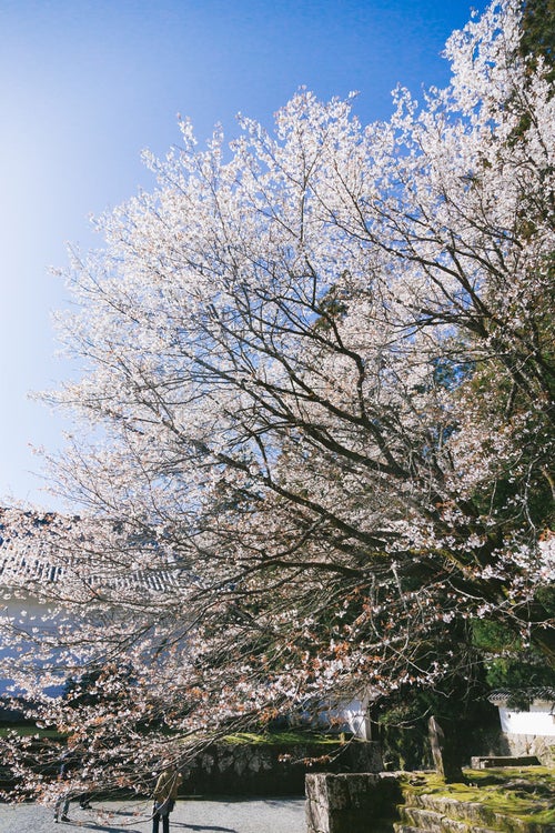飫肥城内に咲き誇る桜の写真