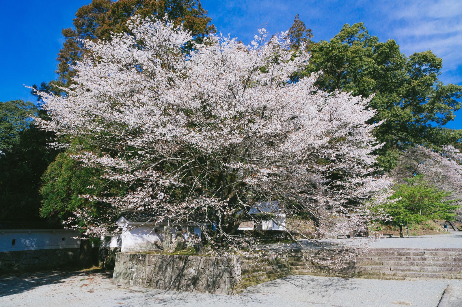 「飫肥城内の大きな桜（満開）」の写真