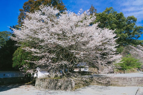 飫肥城内の大きな桜（満開）の写真