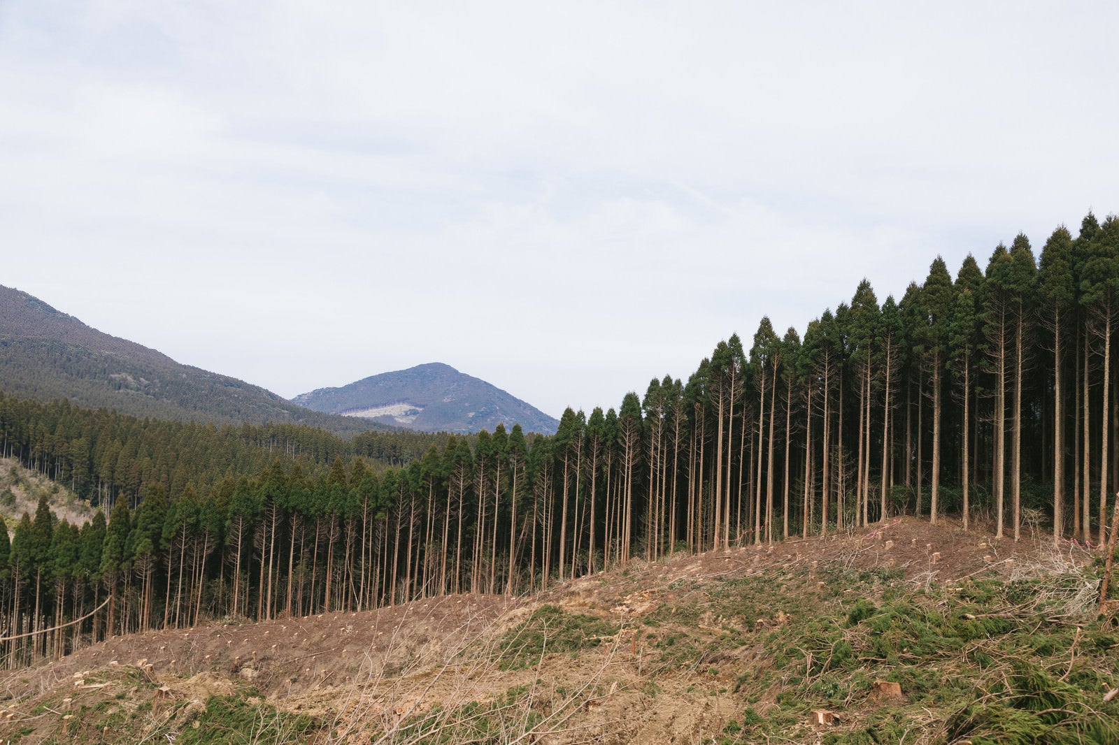 「途中まで伐採した飫肥杉山林」の写真