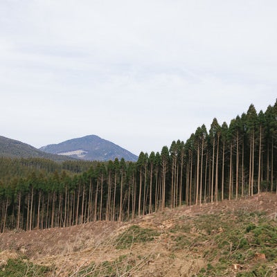 途中まで伐採した飫肥杉山林の写真