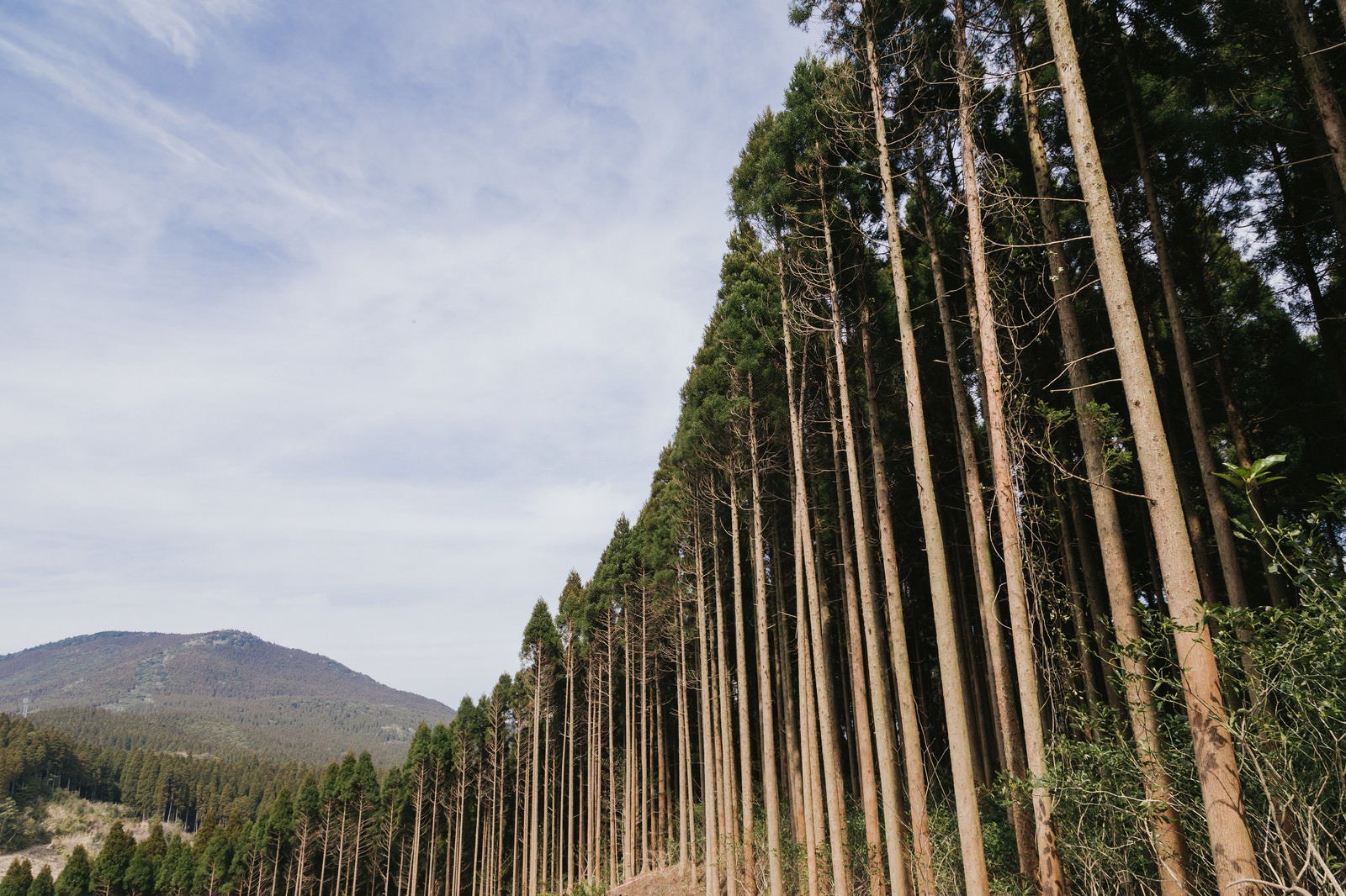 「植林された飫肥杉」の写真