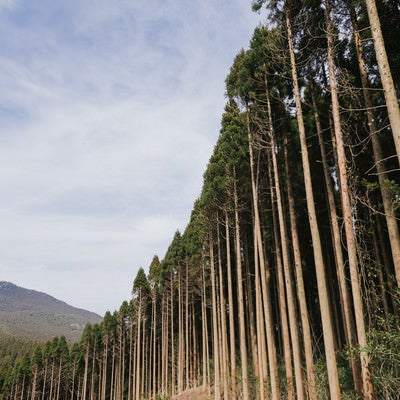 植林された飫肥杉の写真