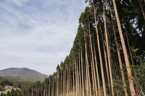 植林された飫肥杉の写真