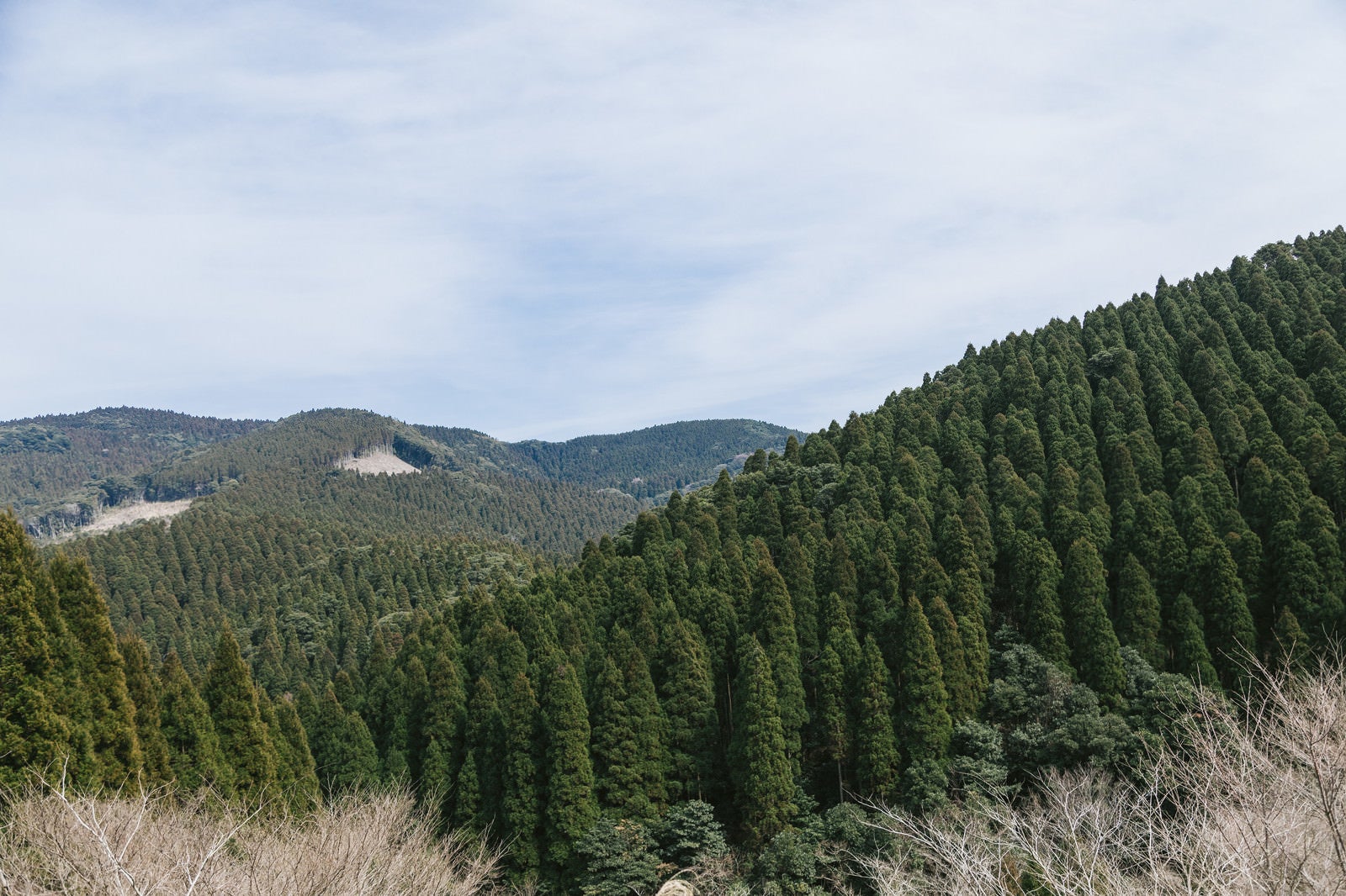 「すくすく育つ飫肥杉山林」の写真