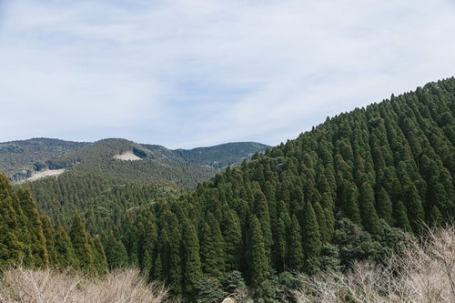 すくすく育つ飫肥杉山林の写真