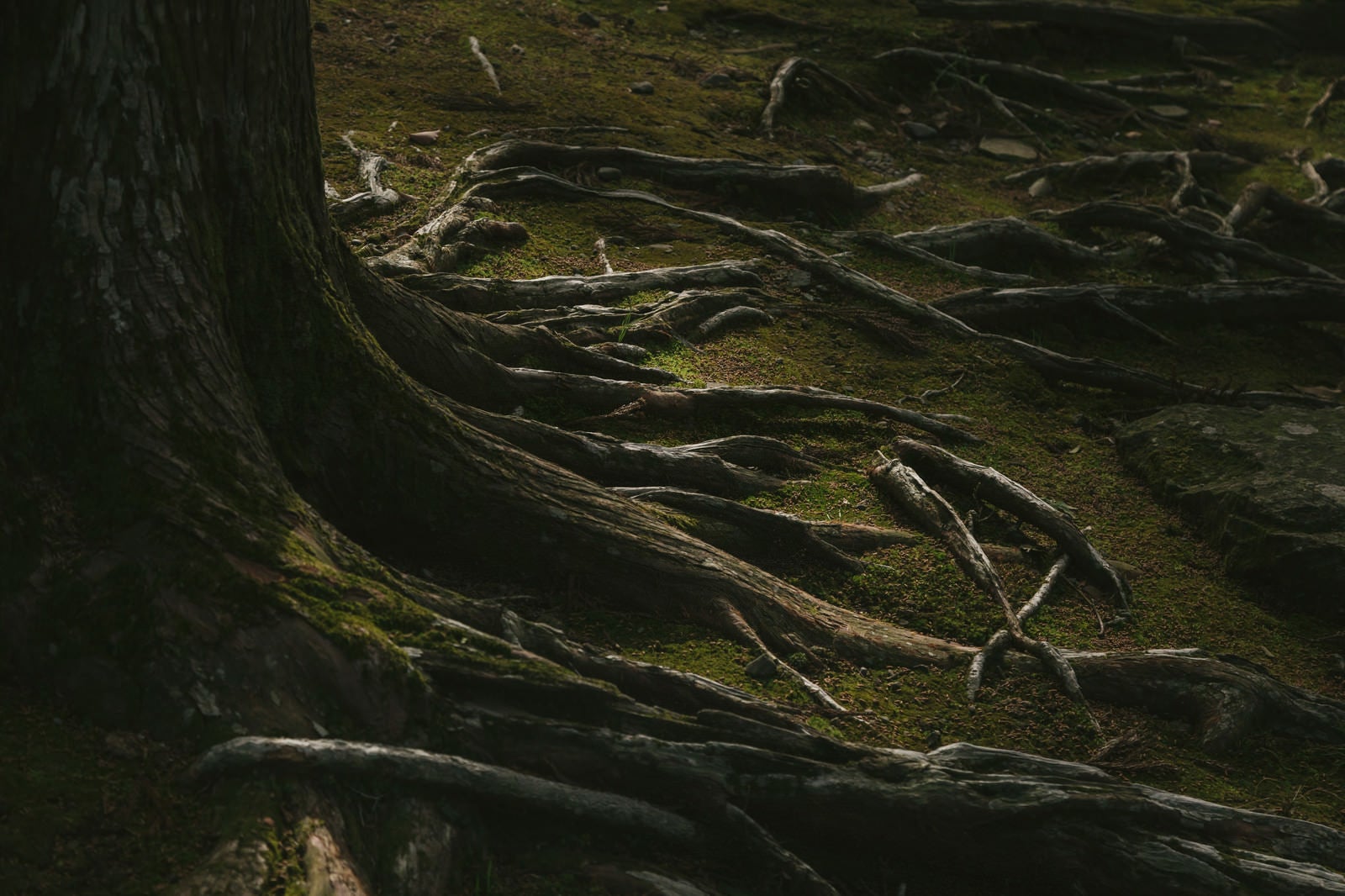 「飫肥杉の苔と根っこ」の写真