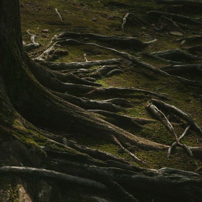 飫肥杉の苔と根っこの写真