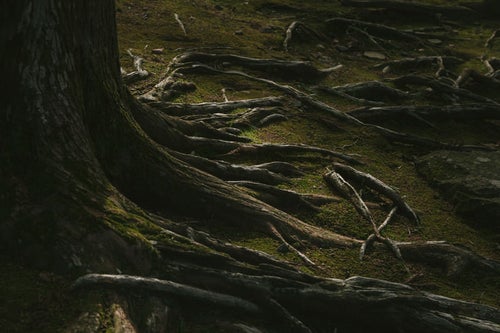飫肥杉の苔と根っこの写真