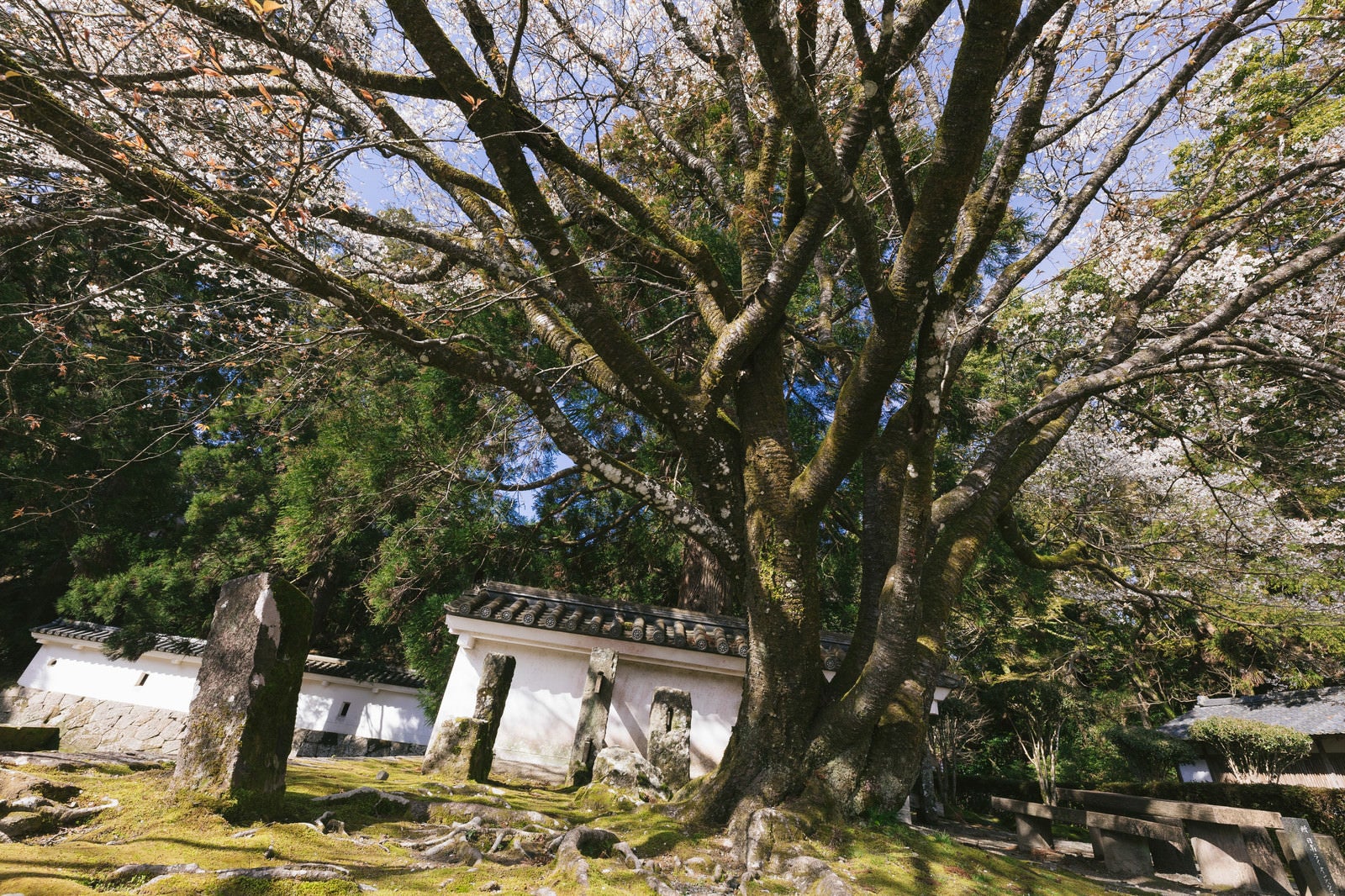 「飫肥城の塀と桜の大木」の写真