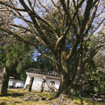 飫肥城の塀と桜の大木の写真