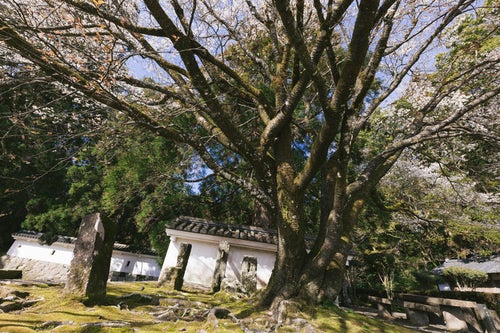 飫肥城の塀と桜の大木の写真