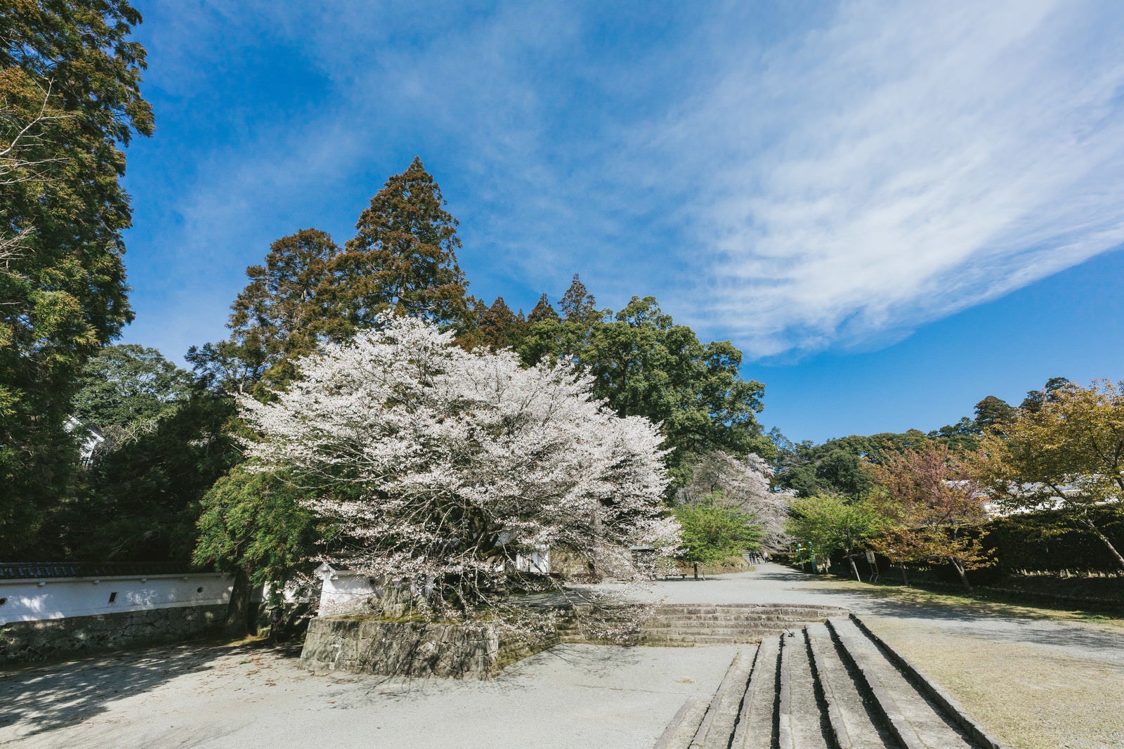 「飫肥城内の歴史感じる桜」の写真