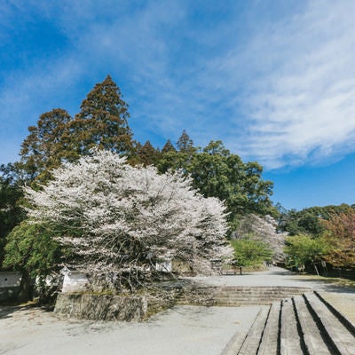 飫肥城内の歴史感じる桜の写真