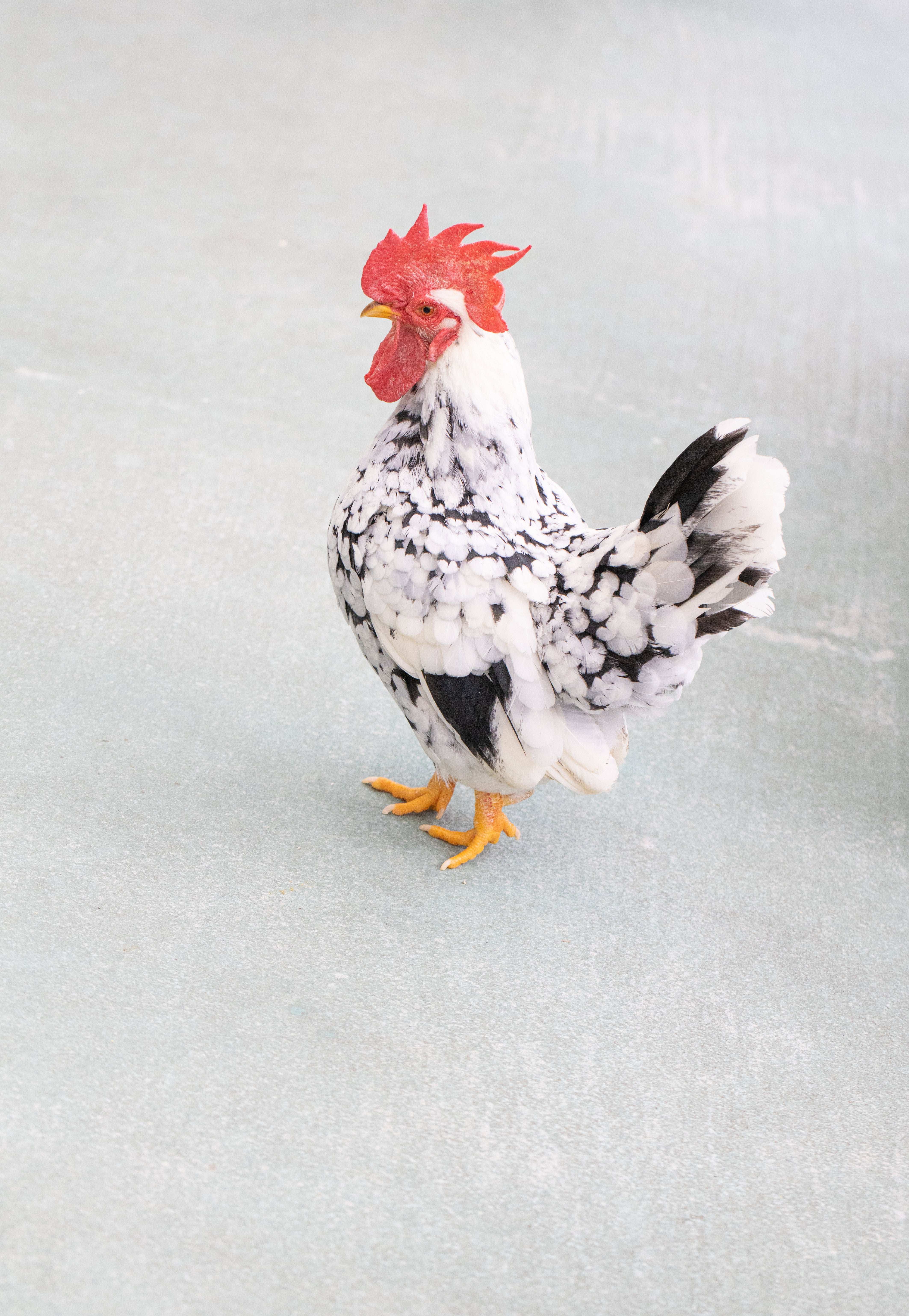 白い羽根のにわとり - ぱくたそ