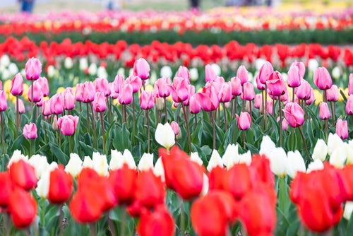 チューリップフェアの花々の写真